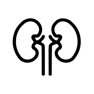 kidney